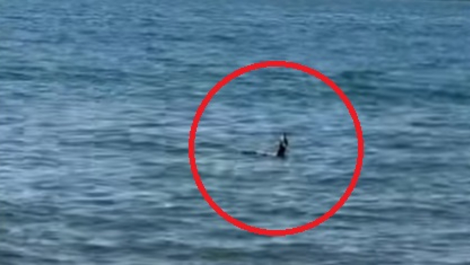OGROMNO STVORENJE ISPLIVALO IZ VODE Posetioci plaže ostali šokirani - ovo može da ubije odraslog čoveka! (FOTO/VIDEO)
