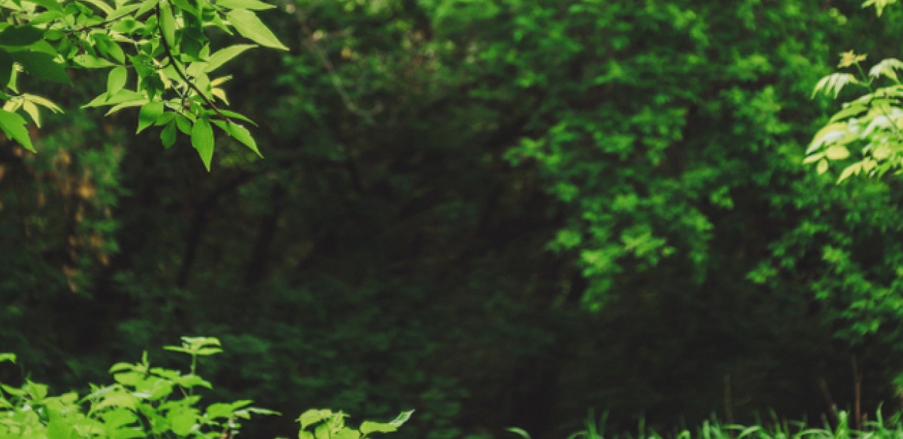 SADRŽAJ JE MISTERIJA U šumi pronađena zelena kutija, niko ne zna šta je u njoj