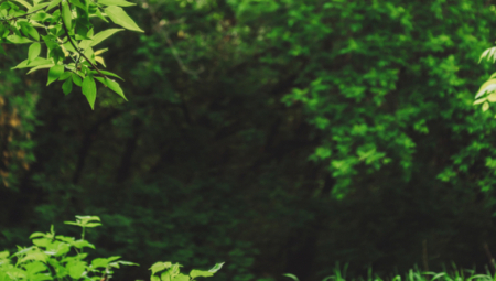 SADRŽAJ JE MISTERIJA U šumi pronađena zelena kutija, niko ne zna šta je u njoj