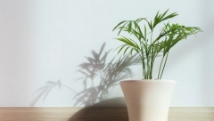 OVA BILJKA DONEĆE VAM SREĆU U KUĆU Ali potreban je tačno određen broj stabljika