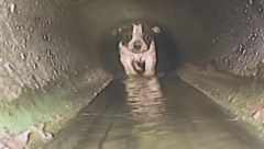 SPASENO ŠTENE IZ KANALIZACIJE Mali pas bio zaglavljen satima u cevi (VIDEO)