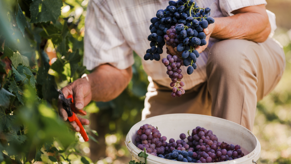 Uloga osiguranja u svetu vinograda i vina