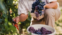 Uloga osiguranja u svetu vinograda i vina