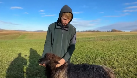 DEVOJKA GA OSTAVILA ZBOG OVCE Dečak iz Bosne sa 16 postao gazda, sve je sam stekao