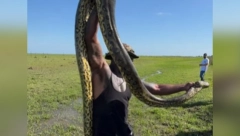 UHVATIO ANAKONDU GOLIM RUKAMA Snimak čoveka sa opasnom zmijom širi se mrežama, ljudi ne veruju šta radi (VIDEO)