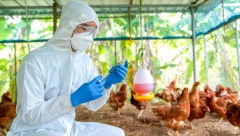 PTIČJI GRIP HARA EVROPOM Nemačka prijavila epidemiju