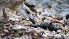 PACOVI OKUPIRALI AUSTRALIJU Jezive slike mrtvih glodara na plažama