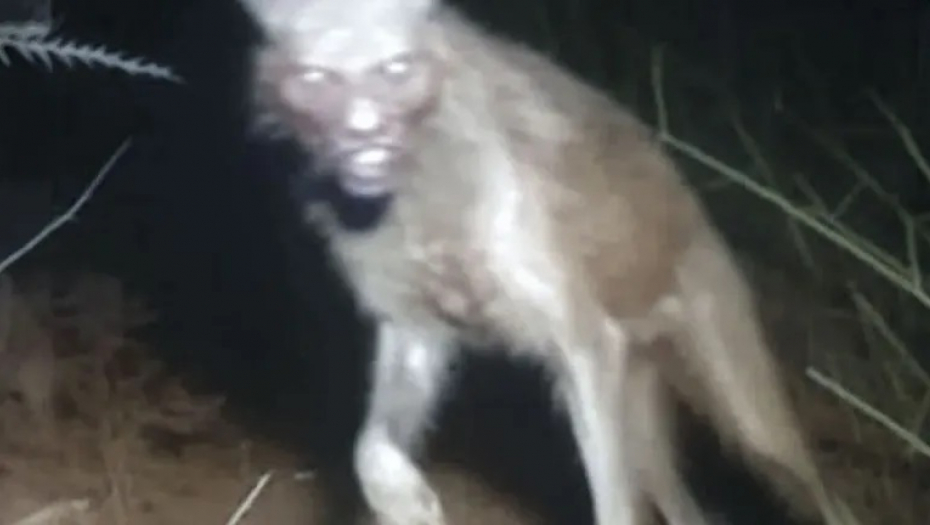 MREŽAMA KRUŽI JEZIVA FOTOGRAFIJA ZLOGLASNOG NAHUALA Pogledajte te demonske oči, ljudi se pitaju da li stvarno