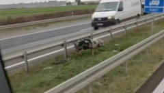 URNEBESNA KOMEDIJA! Putari jure prase koje se švrćka po auto-putu