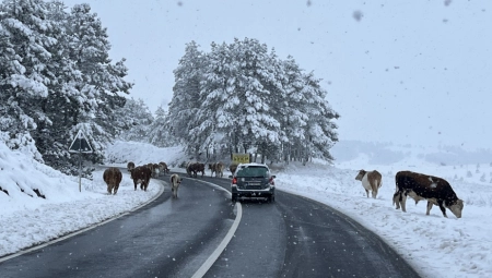 "KRAVLJA BLOKADA" Nesvakidašnja situacija na putu Nova Varoš - Zlatibor, vozači imaju razumevanja (FOTO)