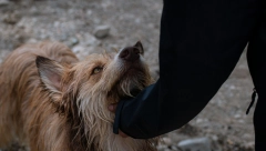 UJEO VAS JE PAS LUTALICA? Samo u ovom slučaju možete naplatiti odštetu