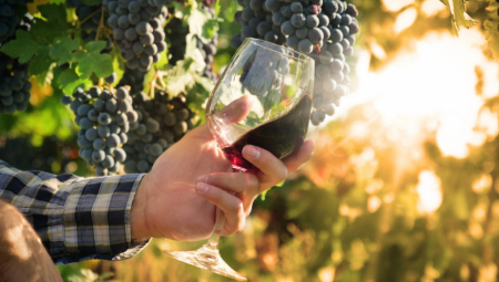 FRANCUZI DANAS PIJU TRI PUTA MANJE VINA NEGO PRE POLA VEKA Sada smanjuju zasade