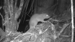 DŽINOVSKI PACOV OD POLA METRA Konačno su ga uslikali, toliko je jak da može da razbija kokosov orah