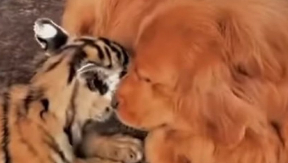 ZLATNI RETRIVER JE TIGRIĆIMA PRUŽIO SVU LJUBAV Tigrica nije htela da ih hrani, a onda su dobili novu mamu! (VIDEO)
