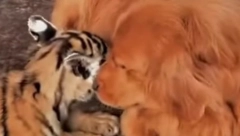 ZLATNI RETRIVER JE TIGRIĆIMA PRUŽIO SVU LJUBAV Tigrica nije htela da ih hrani, a onda su dobili novu mamu! (VIDEO)