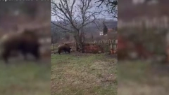 PANIKA U BLACU, KROZ DVORIŠTE IM PROJURILO ČUDOVIŠTE Jedan meštanin uspeo da snimi grdosiju