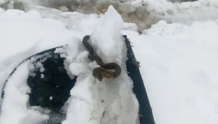 PREMA NARODNOM VEROVANJU OVO JE LOŠ PREDZNAK Viđena zmija na snegu