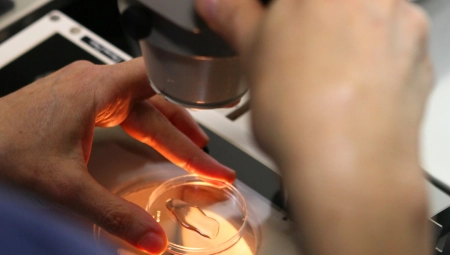 STAROSNA GRANICA PODIGNUTA NA 45 GODINA Za godinu dana 2.000 žena se prijavilo za oplodnju doniranim ćelijama o trošku države