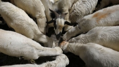 KOZE OSEĆAJU EMOCIJE LJUDI NA OSNOVU NJHOVOG GLASA Naučnici otkrili neverovatnu stvar