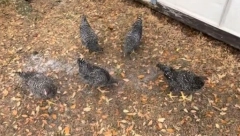 ŠTA SE DESILO KOKOŠKAMA!? Domaćica snimila čudnu scenu u dvorištu, trčale su, a onda su se bukvalno zaledile na 2 minuta (VIDEO)