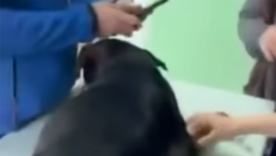 DEVOJKA UPALA U BEOGRADSKU VETERINARSKU STANICU Sve je snimila i viče "Hoće da uspavaju zdravog psa!"