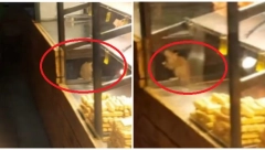 ODVRATNO, DVA OGROMNA PACOVA ŠETAJU PO BEOGRADSKOJ PEKARI Jedan šeta u vitrini sa hranom