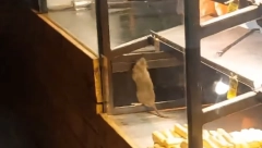 NAKON ŠTO SU PACOVI ŠETALI PO PEKARI, VLASNIK DONEO ODLUKU Glodari snimljeni u vitrini sa hranom (VIDEO)