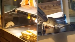 OD SALMONELE DO SMRTI Pacovi u beogradskoj pekari zgrozili Srbiju, doktori upozoravaju koje sve bolesti mogu da prenesu