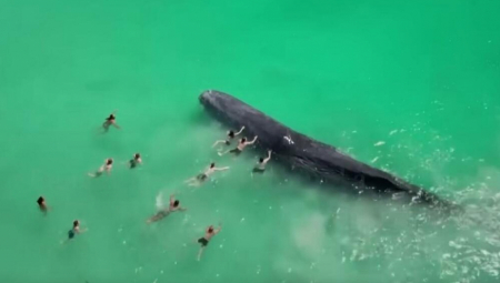 KIT OD 30 TONA ZALUTAO U PLIĆAK Doplivali da ga pomaze, a onda videli nešto jezivo (VIDEO)