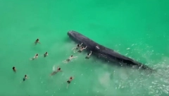 KIT OD 30 TONA ZALUTAO U PLIĆAK Doplivali da ga pomaze, a onda videli nešto jezivo (VIDEO)