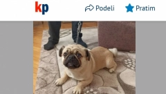 KRADU PSE PA PRODAJU PREKO OGLASA! Evo kako ih reklamiraju i to bez imalo srama!