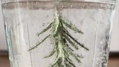 JELKICA U ČAŠI ĆE ODUŠEVITI VAŠE GOSTE Izgleda fenomenalno, a pravi se nikad lakše, najslađi dodatak prazničnoj trpezi!