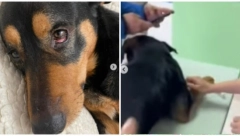 SLUČAJ KOJI JE POTRESAO CELU SRBIJU Zdravog psa hteli da uspavaju, pa rekli da je agresivan: Pojavio se snimak koji dokazuje istinu (VIDEO)