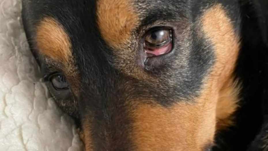 SNIMAK KOJI JE RASPLAKAO SRBIJU Deca tražila da se uspava pas koji im je ostao posle majčine smrti, već primio injekciju kad se desio preokret