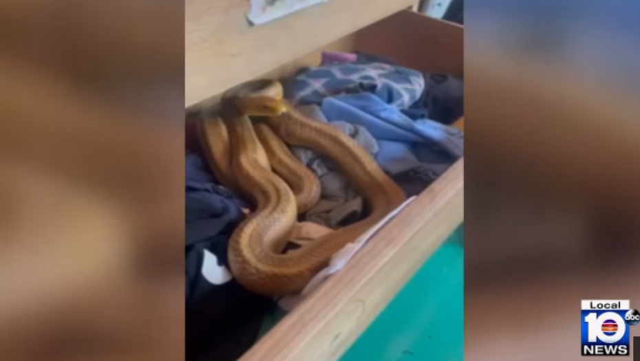 PORODICA OTVORILA FIOKU ZA ČARAPE I DOŽIVELA ŠOK Usledio jeziv ugriz zmije! (VIDEO)