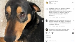 "JOŠ SAMO DA IZGUBI LICENCU PA DA NAM ŽIVOTINJE BUDU MIRNE" Borčani "udarili" na veterinara koji je hteo da uspava zdravog psa, prijave samo pljušte