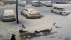 LUTALICE NAPALE DVOJČICU Oborili je na zemlju, pa izujedali po glavi i celom telu (UZNEMIRUJUĆI VIDEO)