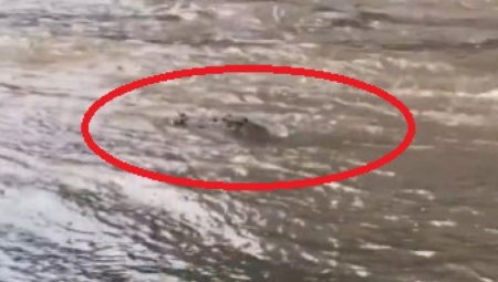 MAJKA BACILA BOLESNOG SINA U KANAL PREPUN KROKODILA, ZVERI RASTRGLE TELO MALIŠANA!