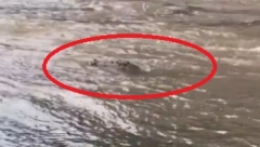 "PREKASNO JE, NE IDEMO NIKUDA" Stanovnicima Floride prete I ALIGATORI