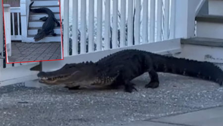 VRATILI SE KUĆI I NA PRAGU ZATEKLI KRVOLOČNU ZVER Aligator ih čekao na stepenicama, a onda je usledio šok (VIDEO)