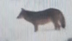 ČOPOR VUKOVA SNIMLJEN KOD SREBRENICE Meštani u panici, zveri u potrazi za hranom (VIDEO)