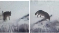 ČOPOR VUKOVA PREPLIVAO DRINU Ljudi u panici jer su ZVERI GLADNE!