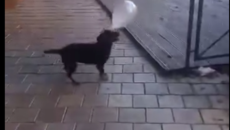 ZAUSTAVITE IH NA VREME Srbija na nogama zbog Miline tragične smrti DECA KOJA SU UBILA PSA SUTRA ĆE PREĆI NA LJUDE!