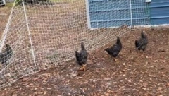 ZALEDILE SE U MESTU, NE POMERAJU SE, NIKOME NIJE JASNO Šta nije uredu sa ovim kokoškama?  (VIDEO)