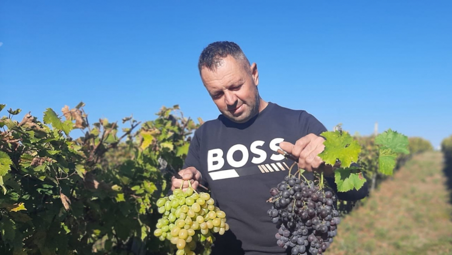 NENAD I NJEGOV SIN SU RAZVILI OZBILJAN BIZNIS: Ove godine prodali su 10 TONA,  prve klase je, a CENA...