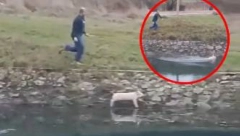 PRASE MU UTEKLO SA RAŽNJA! Skočilo u hladnu reku i zaplivalo: "Saznalo da ide Božić!" (VIDEO)