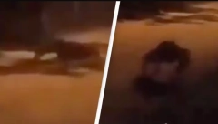 "KAO DA JE IZAŠLO IZ PAKLA" Kamera snimila jezivo čudovište, društvene mreže se usijale (FOTO)