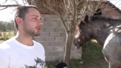 MOJI KONJI SU SKUPLJI OD AUTA KOJI VOZIM Braću Manga i Barona, Nikola je doveo iz Belgije, iako vrede bogatstvo, neće da ih proda