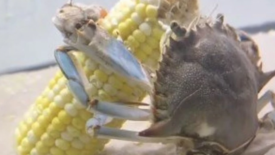 SNIMAK KAKAV NIKADA NISTE VIDELI! Vlasnik zabeležio nesvakidašnju situaciju, nasmejaće vas do suza (VIDEO)