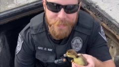 NESVAKIDAŠNJE SPASAVANJE PAČIĆA Evo kako je mama patka pomogla policajcima u SAD (VIDEO)